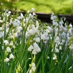 Summer Snowflake PureBeauty, Fresh Starts