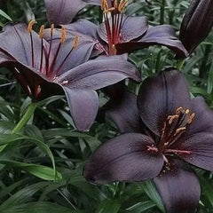 Black Lily: A Proud Black Flower