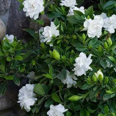 Cape Jasmine Seeds