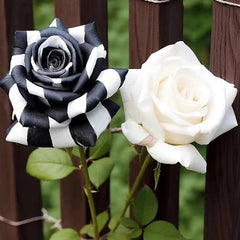 Rare Black and White Twin Roses