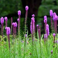 Prairie Blazing Star Seeds