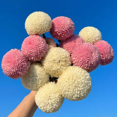 Colorful Ping Pong Chrysanthemum Seeds
