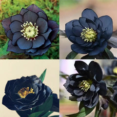 Christmas Rose-Black Hellebore