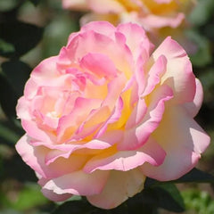 Peaceful Roses - The Messenger of Peace