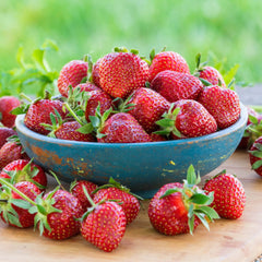 Eversweet Everbearing Strawberry Plant
