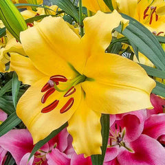 Great Expectations Lily Tree Collection - 2025