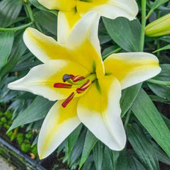 Great Expectations Lily Tree Collection - 2025