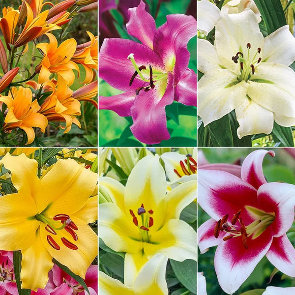 Great Expectations Lily Tree Collection