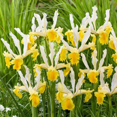 Lemon Shark Dutch Iris