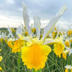 Lemon Shark Dutch Iris