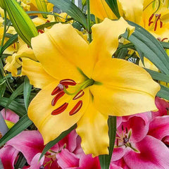 Corcovado Lily Tree
