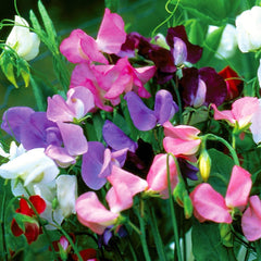 Sweet Pea, Early Flowering Mixed Colors Seeds, 3.9g