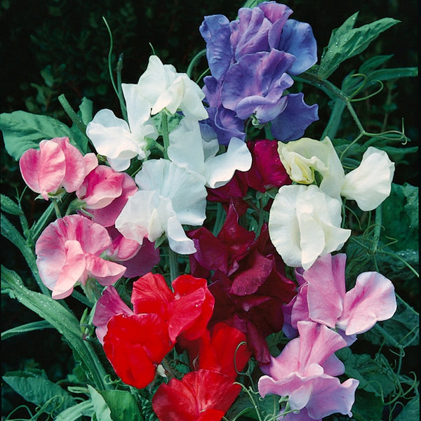 Sweet Pea, Jet Set Mixed Colors (Knee-Hi) Seeds, 3.2g