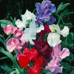 Sweet Pea, Jet Set Mixed Colors (Knee-Hi) Seeds, 3.2g