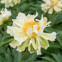 Green Halo Peony