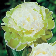 Green Halo Peony