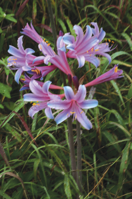 spider lily purple Lycoris Sprengeri Naked Lady Spider Lilies Bulbs Radiata Hurricane Lily Cluster Amayllis Growing Bonsai Roots Rhizomes Corms Tubers Potted Planting Reblooming Fragrant Garden Species Blooms Flower Seeds Plant Gardening