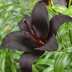 Black Lily: A Proud Black Flower