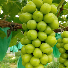 Shine Muscat Tree Seeds-Sunshine Rose Grape（Can be potted）