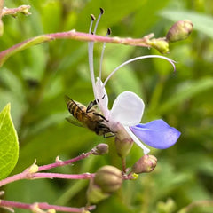 Blue Butterfly Flower Easy