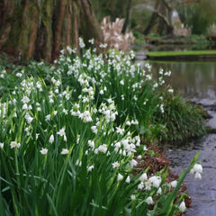 Summer Snowflake PureBeauty, Fresh Starts