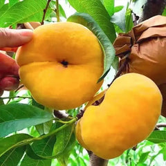 Golden Legend - Golden Peach Seeds