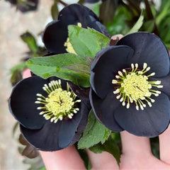 Christmas Rose-Black Hellebore