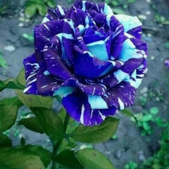Blue Dragon Rose Seeds