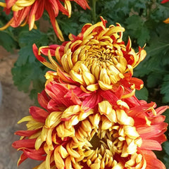 Golden-Backed Scarlet Chrysanthemum