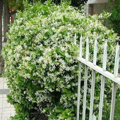Cape Jasmine Seeds