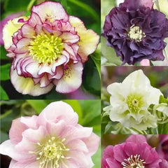 Carnival Hellebore Collection - Christmas Rose