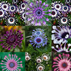 Osteospermum Mix Seeds Spider Daisy Rare