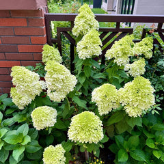 Strawberry Sundae Hydrangea- Beautiful, reunion and gratitude