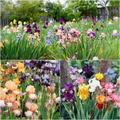 Multi-Varieties Iris Fall Planting