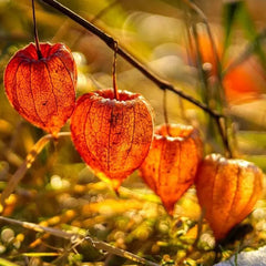 Lantern Cherry Seeds Winter Ground Cherry Strawberry Ground Cherry