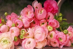 Double Pink Buttercup Ranunculus Bulbs Corms Growing Bonsai Roots Rhizomes Tubers Potted Planting Reblooming Fragrant Garden Species Blooms Flower Seeds Plant Gardening - Seedsplant