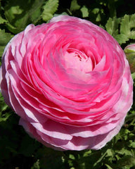 Double Pink Buttercup Ranunculus Bulbs Corms Growing Bonsai Roots Rhizomes Tubers Potted Planting Reblooming Fragrant Garden Species Blooms Flower Seeds Plant Gardening - Seedsplant