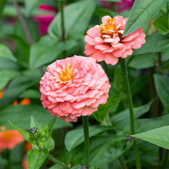 Zinnia 'Oklahoma Salmon'
