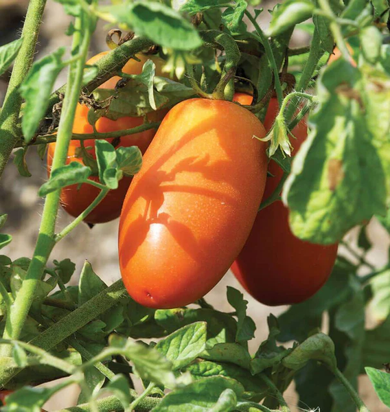 San Marzano Lampadina Organic Red Tomato 20 Seeds