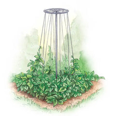 Bean Tower - Plant Trellis