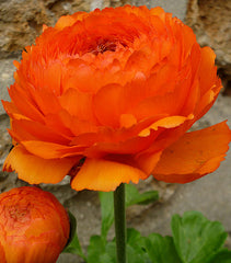 Ranunculus Double Orange Buttercup Corms Bulbs Growing Bonsai Roots Rhizomes Tubers Potted Planting Reblooming Fragrant Garden Species Blooms Flower Seeds Plant Gardening