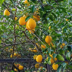 Perfume Lemon Seeds  High Germination Rate - Year Round Blooms and Fruits