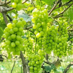 Shine Muscat Tree Seeds-Sunshine Rose Grape（Can be potted）