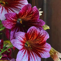 Chilean Morning Glory Seeds
