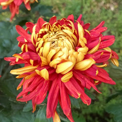Golden-Backed Scarlet Chrysanthemum