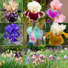 Multi-Varieties Iris Fall Planting