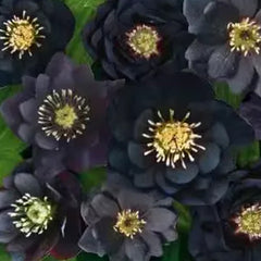 Christmas Rose-Black Hellebore
