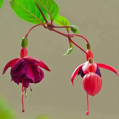 Fuchsia Hybrida Voss Seeds The fairy flower