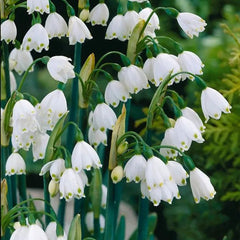 Summer Snowflake PureBeauty, Fresh Starts
