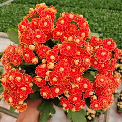 Golden Fox Longevity Flower Seeds